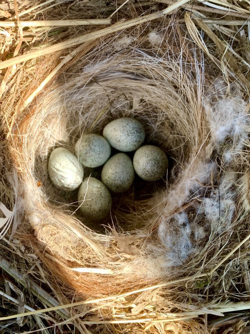 Katherine LockettClark - Nest