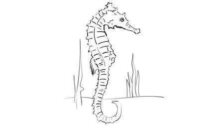 how-to-draw-a-Seahorse