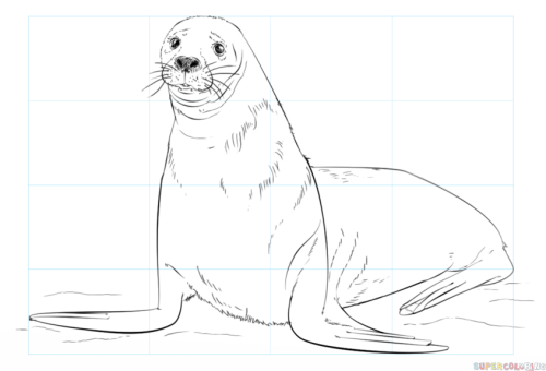 how to draw a brown seal